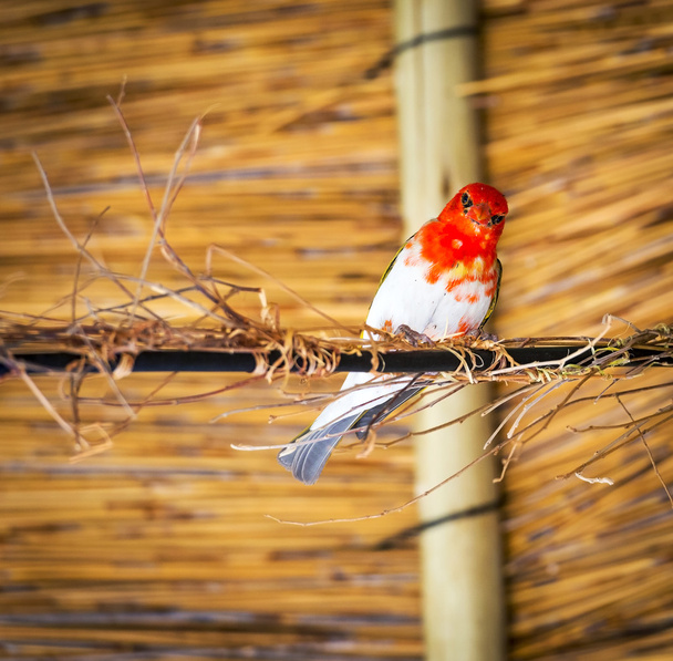 Kırmızı başlı Weaver kuş - Fotoğraf, Görsel