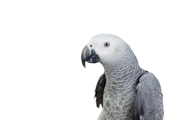 Joli perroquet gris à queue rouge
  - Photo, image