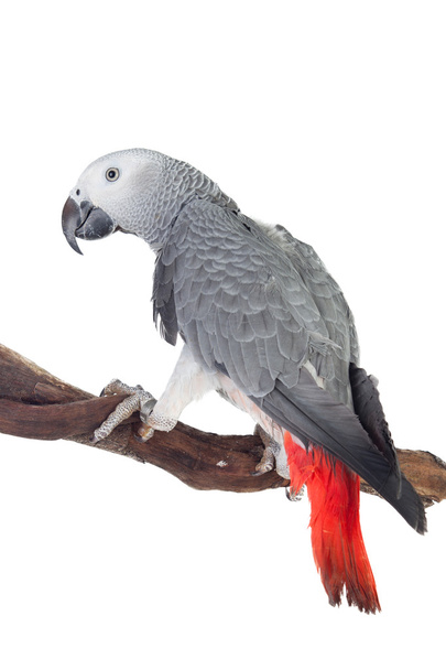 Досить червонохвостий сірий папуга
  - Фото, зображення