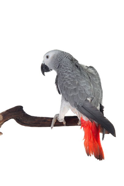 Oldukça kırmızı kuyruklu gri papağan  - Fotoğraf, Görsel