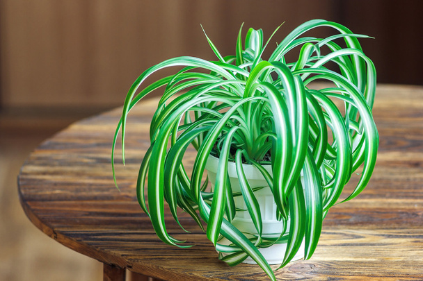 木製の背景に白い植木鉢で Chlorophytum。観葉植物ポット/Variegatum、comosum。クモの植物 - 写真・画像