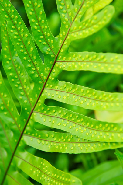Spotted Hawaiian Leaf - 写真・画像