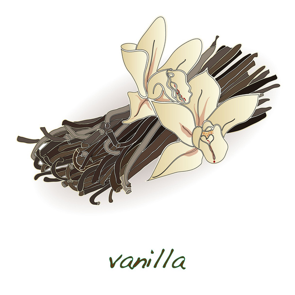 gousses de vanille et vecteur de fleurs
 - Vecteur, image