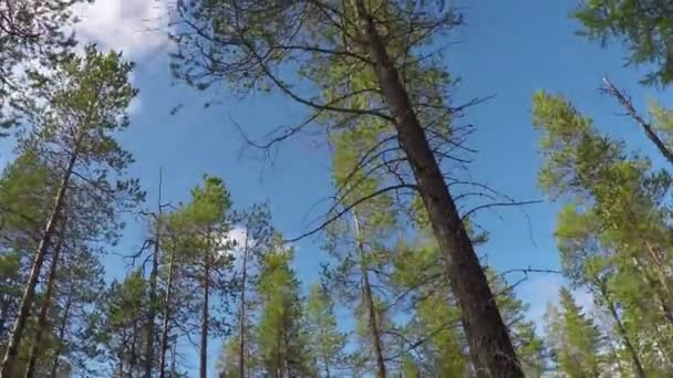 time-lapse-fotografie van het luchtruim door pijnbomen - Video
