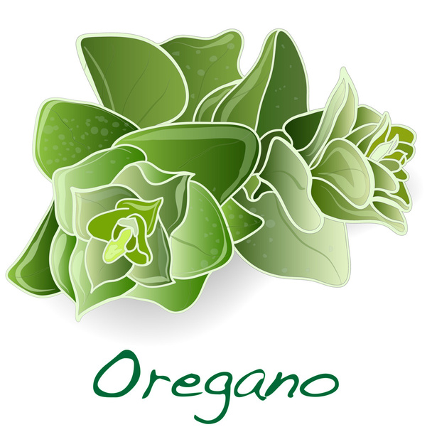 fresh oregano leaves - Vector, Image