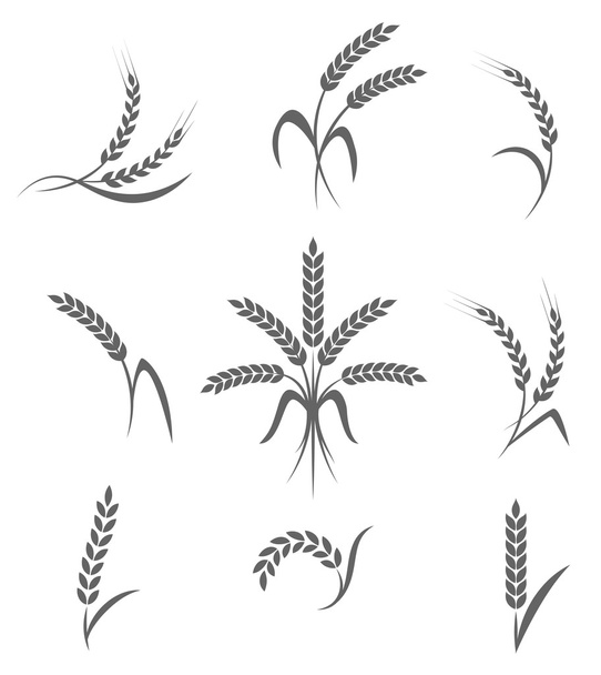 Set di orecchie di grano o icone di riso. Simboli agricoli isolati su sfondo bianco
. - Vettoriali, immagini