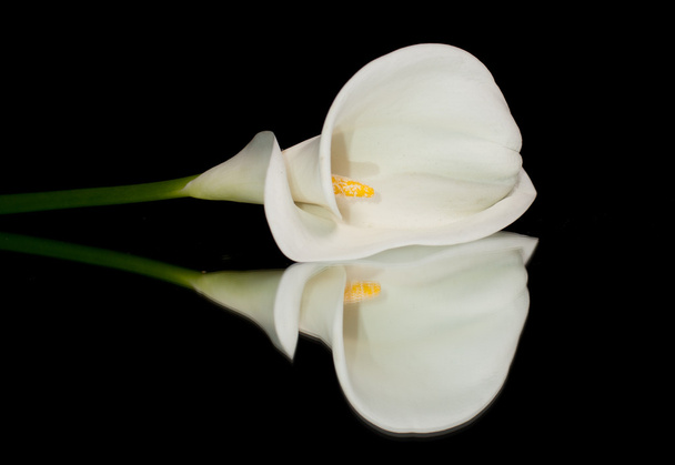 Weiße Calla-Lilie - Foto, Bild