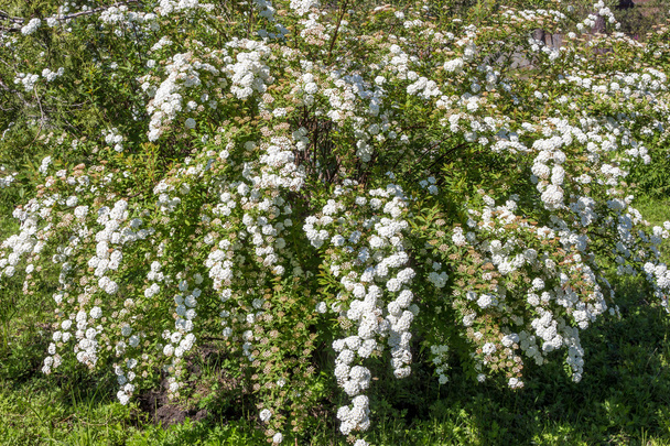 Fleurs d'arbustes de couronne de mariée
 - Photo, image