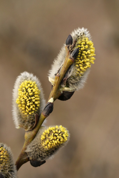 Salix caprea s jehnědy - Fotografie, Obrázek