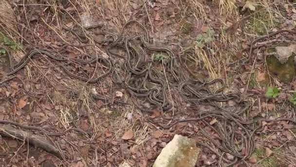 Red sided garter snakes mating - Footage, Video