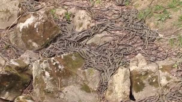 Czerwona dwustronna podwiązka węży krycia - Materiał filmowy, wideo