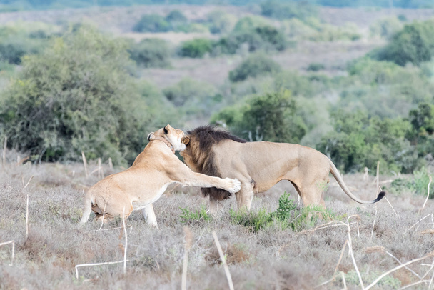Αρσενικά και θηλυκά λιοντάρια που αλληλεπιδρούν - Φωτογραφία, εικόνα