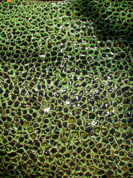 grüne nasse raue Oberfläche - Foto, Bild
