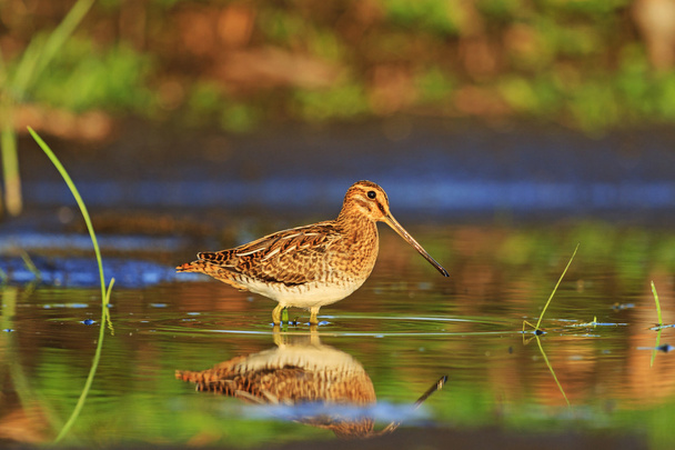 wader with reflection in water - Photo, Image