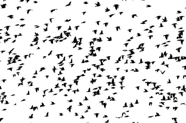 enorme bandada de aves volando aisladas en blanco
 - Foto, Imagen