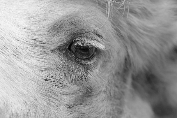 μάτι του καμήλα - Φωτογραφία, εικόνα