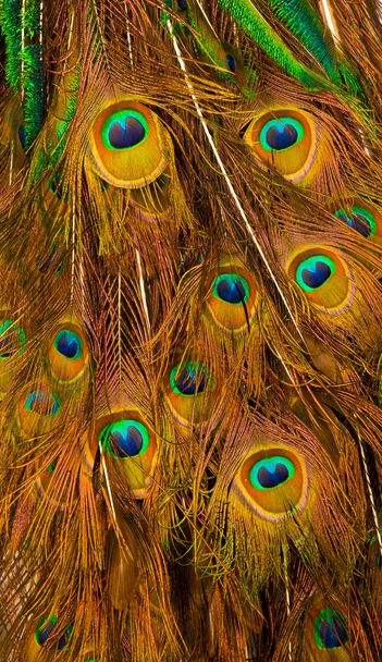 Bouquet di piume di pavone. Grande gruppo di piume colorate di pavone che mostrano l'occhio della piuma
 - Foto, immagini