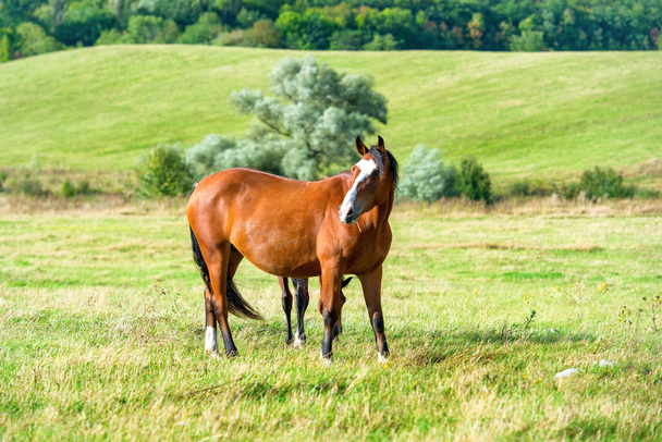 лошади на зеленом поле - Фото, изображение