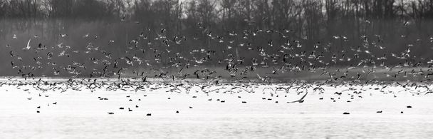 Il gregge Grande stormo di uccelli, gabbiani, sopra un lago nella nebbia del mattino presto
 - Foto, immagini