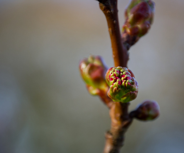 Cespuglio di ribes a fioritura invernale (Ribes sanguineum) con nuova crescita
 - Foto, immagini
