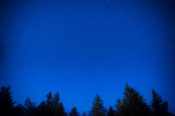 Koyu mavi gece çam ağaçları gökyüzü üzerinde - Fotoğraf, Görsel