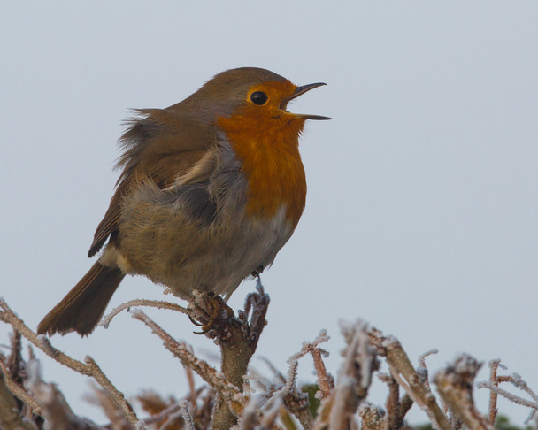 Robin canta in una giornata gelida. (Erithacus rubecula
) - Foto, immagini