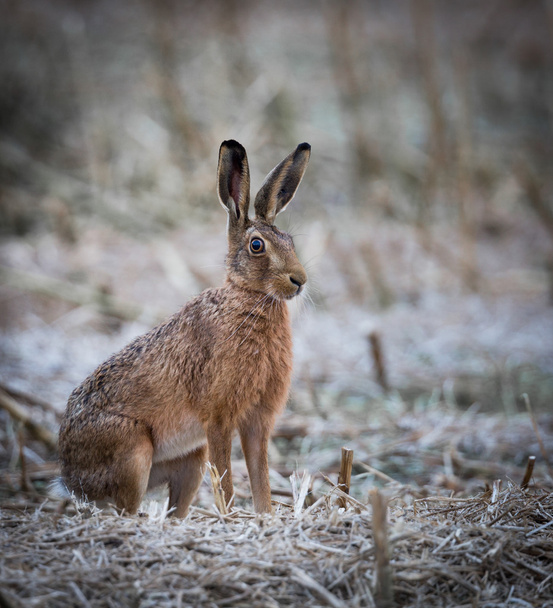 Alert hare sitting in a cropped field on a frosty morning - Photo, Image