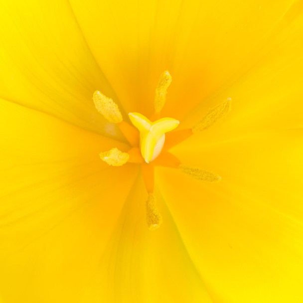 Makro z bliska strzał żółty tulipan - Zdjęcie, obraz
