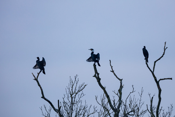 Tre cormorani (Phalacrocorax carbo) sedersi su un ramo di albero morto. Asciugatura e godersi il sole del mattino
. - Foto, immagini