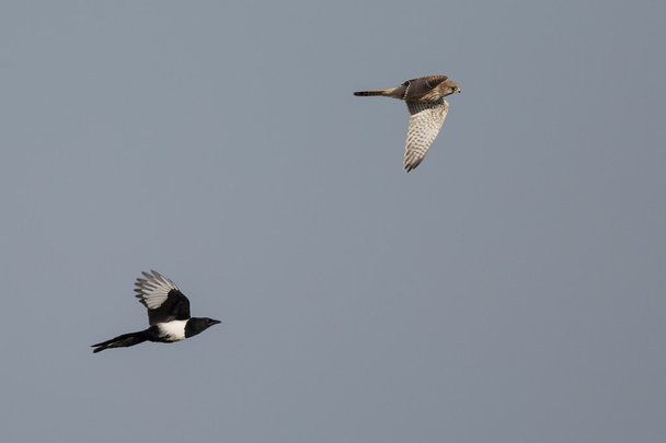 La gazza (Pica pica) insegue il gheppio comune (Falco tinnunculus) in volo
 - Foto, immagini