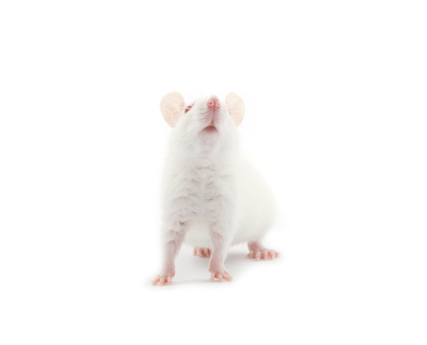 Rat on white - Foto, Bild