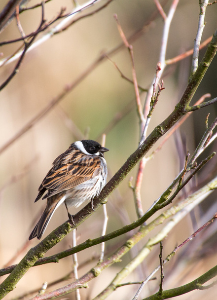Reed Bunting perched on bare branch in winter (Emberiza schoeniclus) - Photo, Image