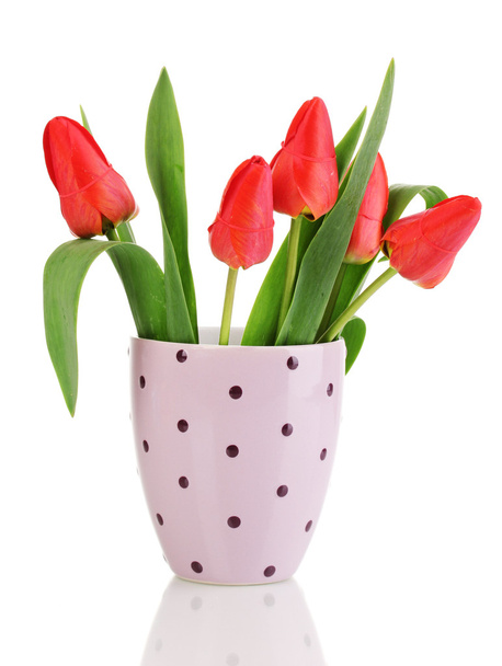 Beautiful tulips in pot isolated on white - Foto, Bild