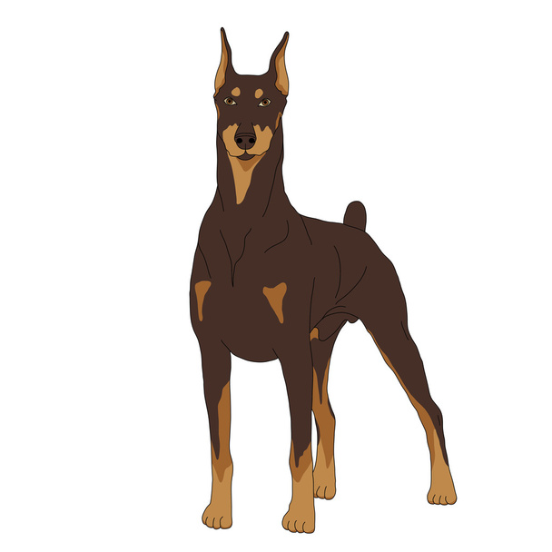 Doberman dog isolated realistic - Vector, Image