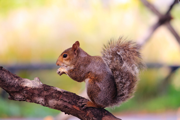 Écureuil sur un arbre à Chicago
 - Photo, image
