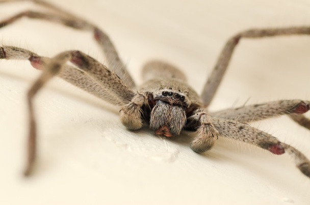 Gros plan sur Australian Huntsman Spider
 - Photo, image