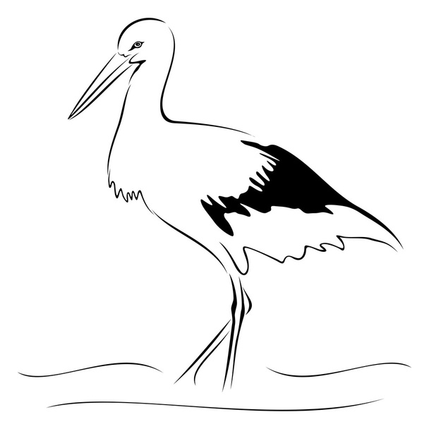 Stork on sketch - Vettoriali, immagini