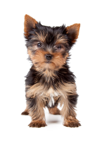 Puppy dog - Photo, Image