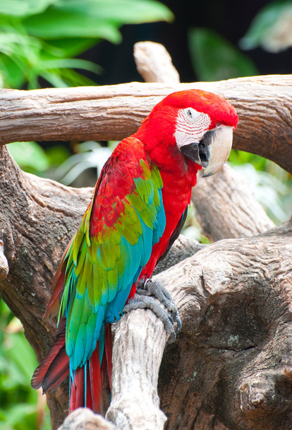 krásný papoušek - Fotografie, Obrázek