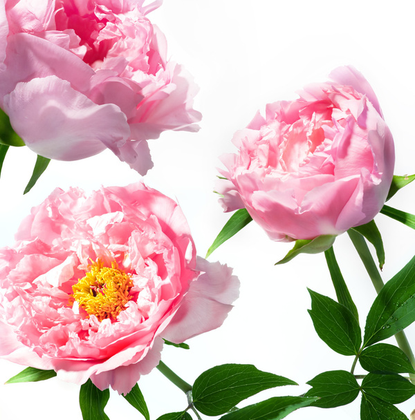 mooie lentebloemen - Foto, afbeelding