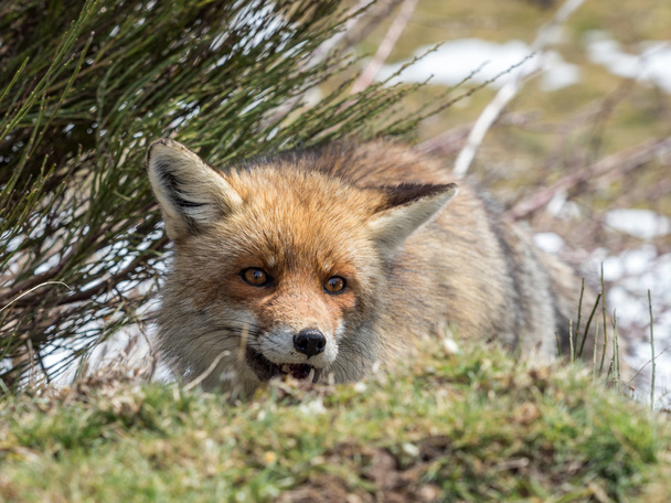 Red fox (Vulpes vulpes) hidden and happy - Photo, Image