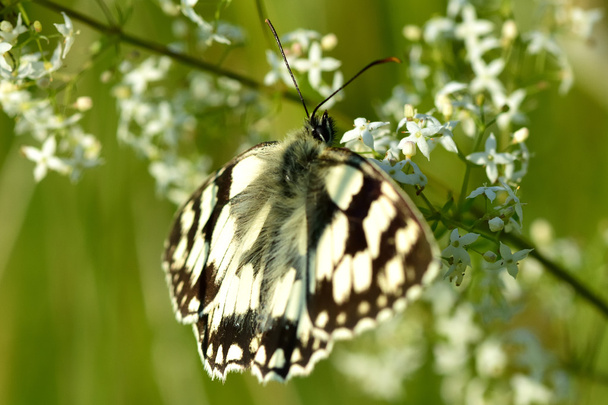 Μαρμάρινη λευκή πεταλούδα (Melanargia galathea) nectaring την αμοιβαία bedstraw (Galium άλμπουμ) - Φωτογραφία, εικόνα
