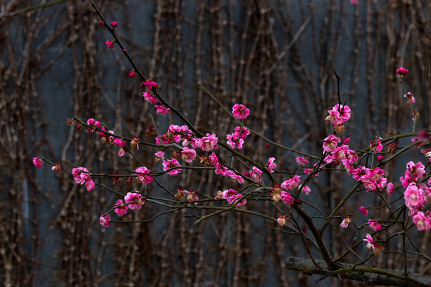 Spring plum blossom branches pink flower - Photo, Image