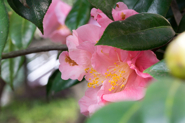 Piękny chiński Camellia - Zdjęcie, obraz
