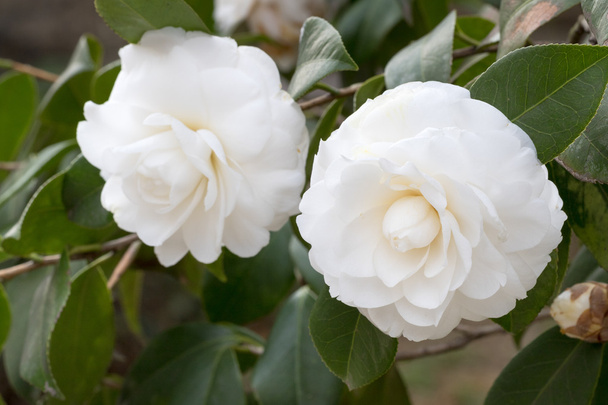 Beautiful Chinese Camellia - Фото, изображение