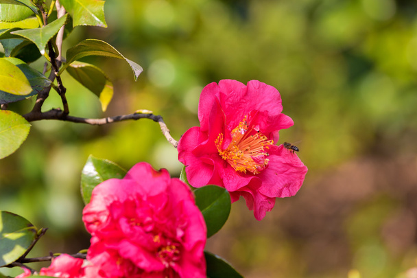 Bees and Camellia - Photo, Image