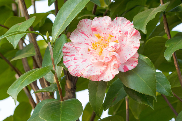Krásný čínský Camellia - Fotografie, Obrázek