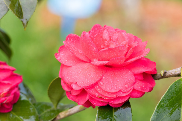Krásný čínský Camellia - Fotografie, Obrázek