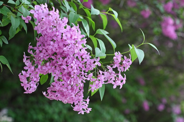 Branch of lilac - Photo, Image