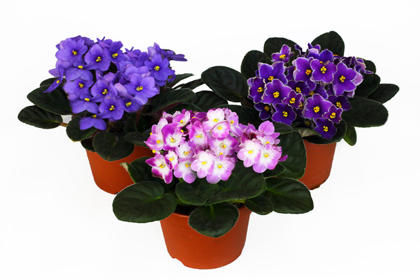 drie viooltjes - Foto, afbeelding